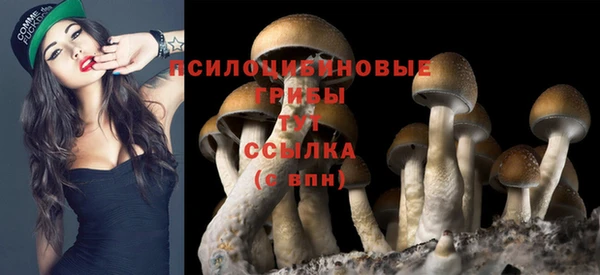 прущие грибы Елабуга